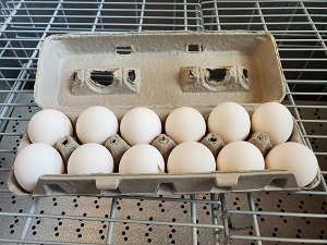 Picture of Egg Carton