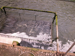 hatchery/cage of fish in water