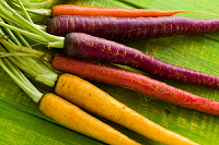 Bunch of multi-colored carrots