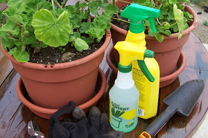 Potted plants with pesticides in spray bottles