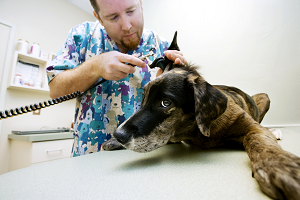 Picture of Veterinary checkup