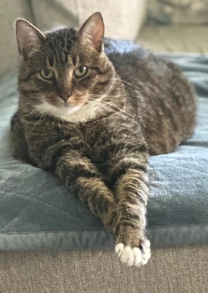 Picture of a Grey and Black Cat