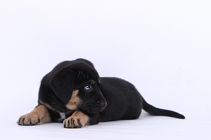 Picture of a Puppy