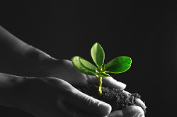 Hands Holding Soil and Plant Growing