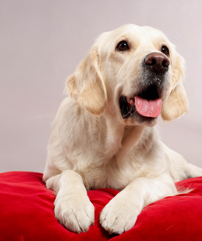 GoldenRetriever