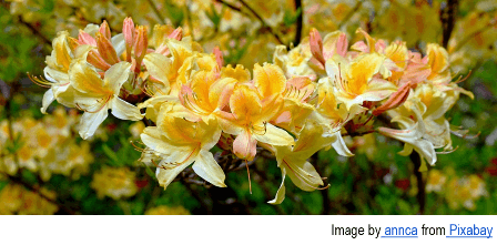 Cluster of blooming yellow and pale pink azalea flowers with ruffled petals, set against a blurred background of green and yellow foliage.