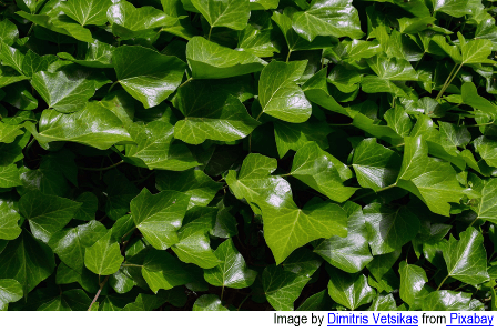 Dense cluster of glossy green English ivy leaves with pointed lobes and prominent veins, forming a lush groundcover.