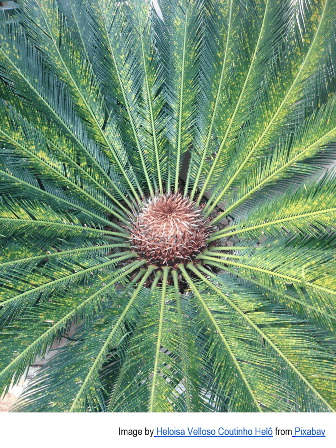 Top-down view of a sago palm with symmetrical, feathery green fronds radiating from a central brown cone-shaped core.