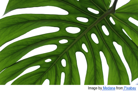 Close-up of a Monstera deliciosa leaf with prominent natural holes and deep green veins, isolated against a white background.