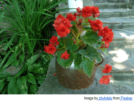 Vibrant red begonia flowers with lush green leaves growing in a rustic metal pot, placed on a stone surface beside leafy garden plants.
