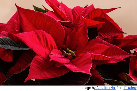 Close-up of a poinsettia plant showcasing bold red bracts with dark green leaves and a small cluster of yellow-green flowers at the center.