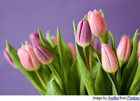Bouquet of closed pink and purple tulip buds with green leaves, set against a soft purple background.