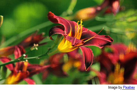 Close-up of a deep red and yellow lily in full bloom, surrounded by green stems and blurred flowers in the background.