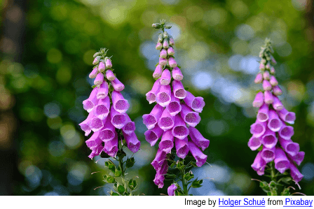 Tall stalks of blooming purple foxglove flowers with bell-shaped blossoms, set against a soft-focus green and sunlit background.