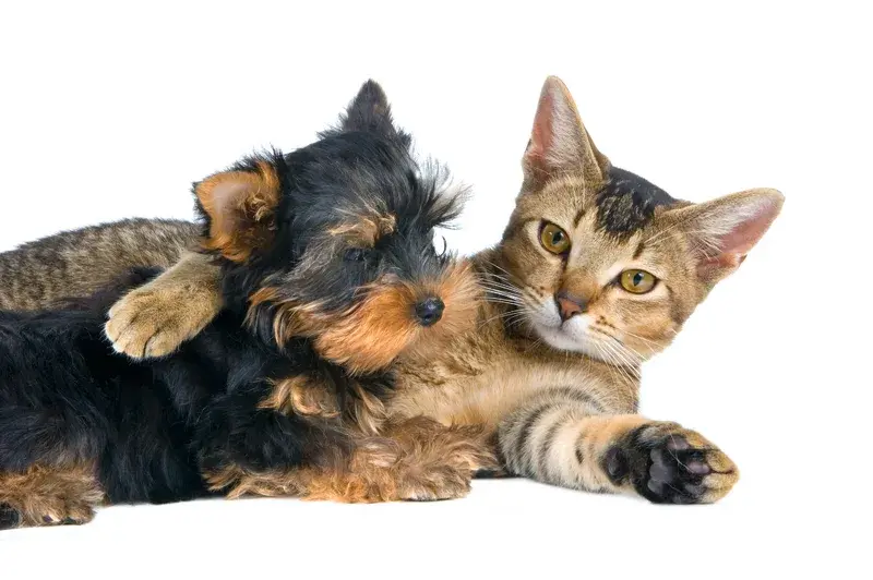 Cute-Cat-and-Dog-Hug-Sep-24-2026-05-41-50-0435-PM