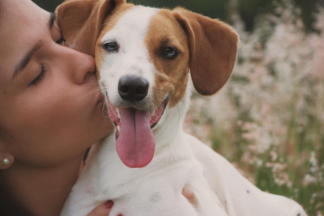 adorable-animal-animal-photography-2008318