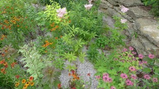 Lush garden scene with a mix of wildflowers including pink, orange, and purple blooms, surrounded by green foliage and bordered by a stone wall.