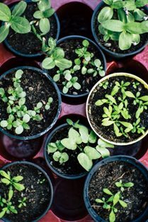 Top-down view of several small black and white plant pots filled with soil and young green seedlings, arranged on a red tray.